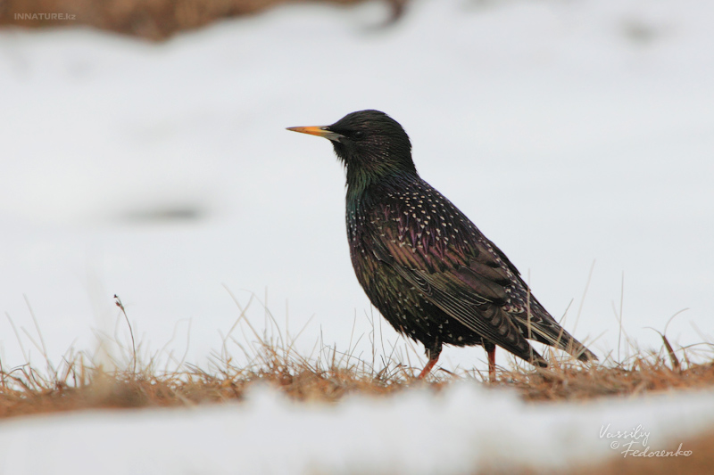 sturnus-vulgaris_01.jpg