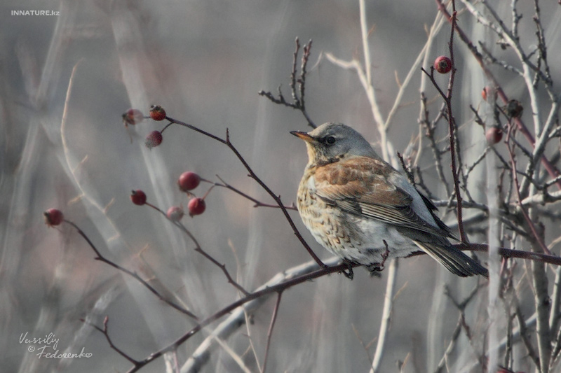 turdus-pilaris_01.jpg