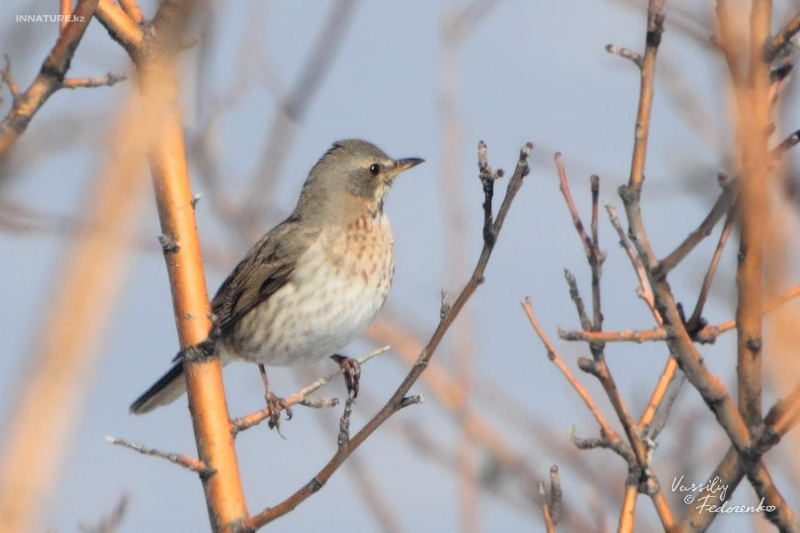 turdus-ruficollis_01.jpg