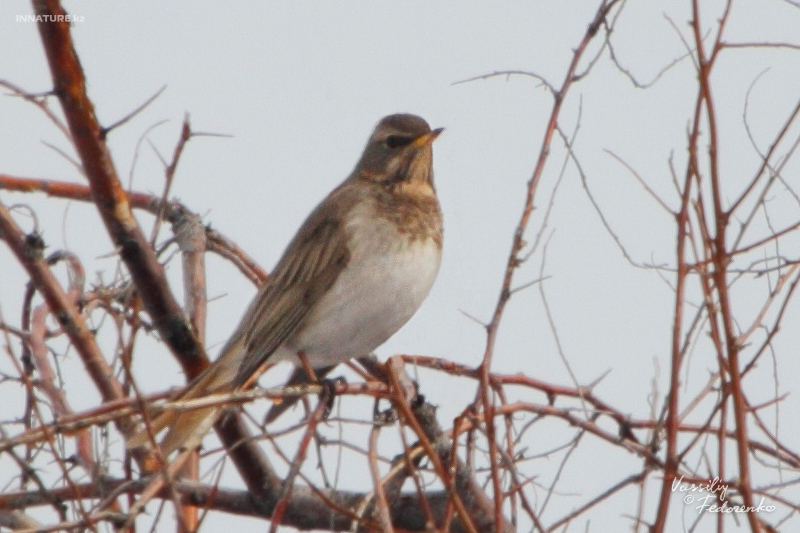 turdus-ruficollis_01_1.jpg