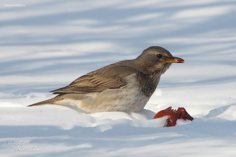 turdus-ruficollis_02.jpg