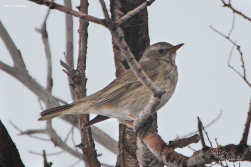 turdus-ruficollis_02_1.jpg