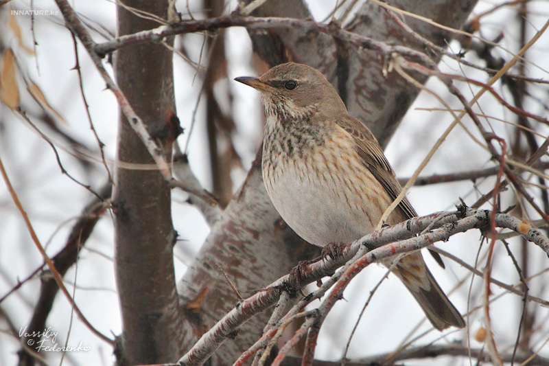 turdus-ruficollis_03.jpg