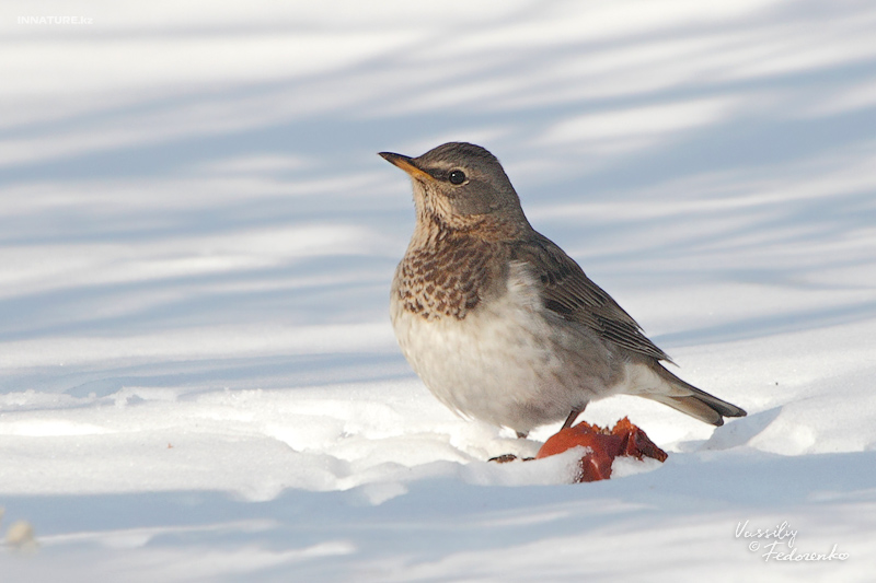 turdus-ruficollis_04.jpg