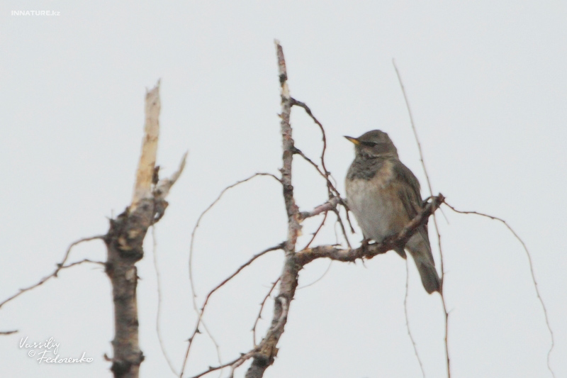 turdus-ruficollis_04_1.jpg