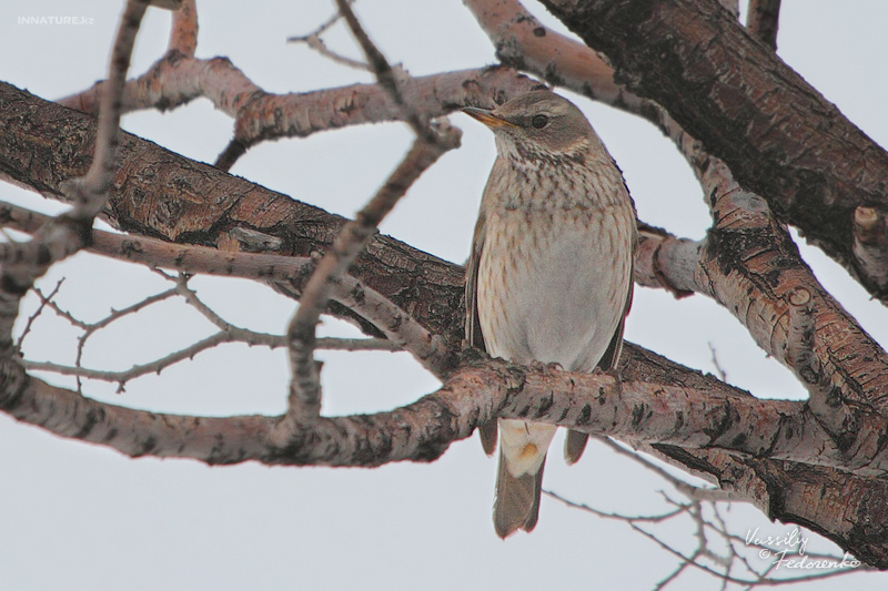 turdus-ruficollis_05.jpg