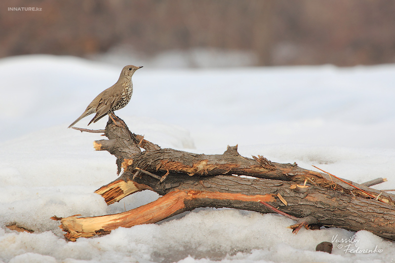 turdus-viscivorus_01.jpg