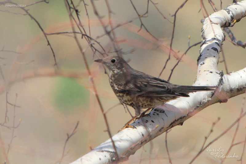 turdus-viscivorus_02.jpg