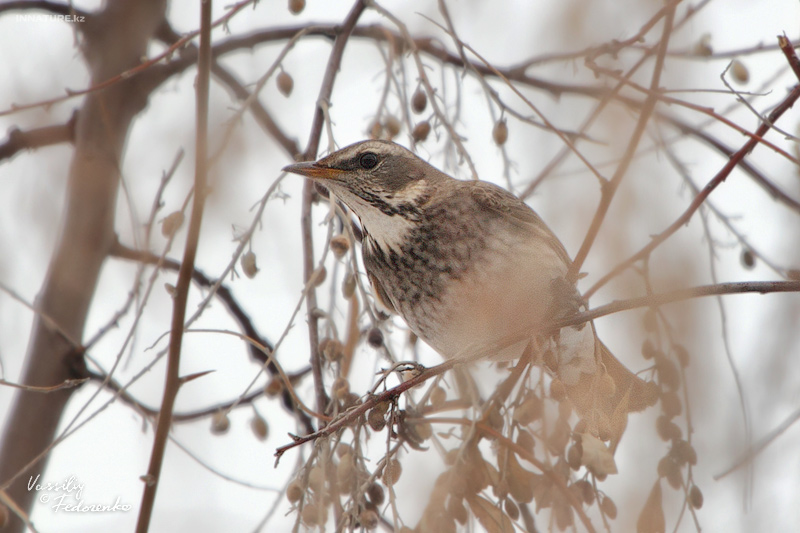 turdus_atrogularis_01.jpg