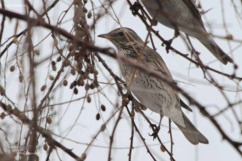 turdus_atrogularis_03.jpg