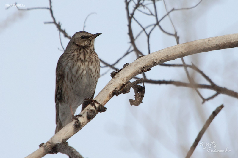 turdus_atrogularis_05.jpg