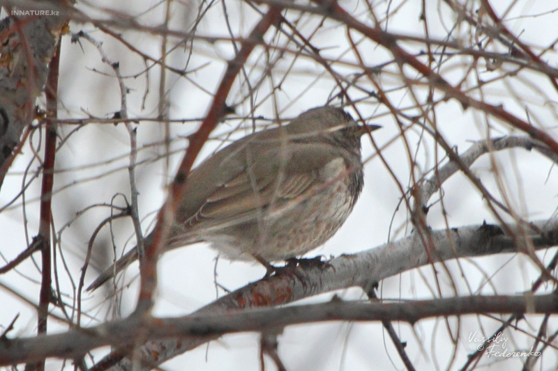 turdus_atrogularis_06.jpg