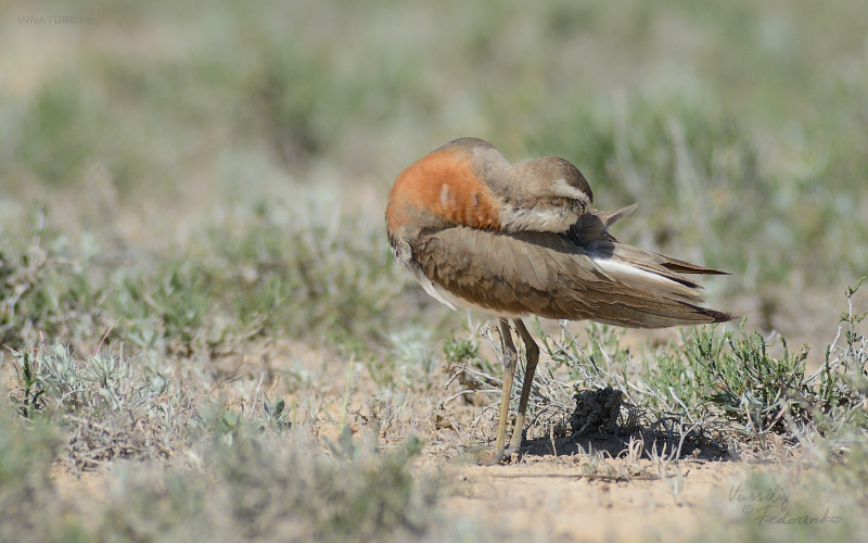 charadrius-asiaticus_02.jpg