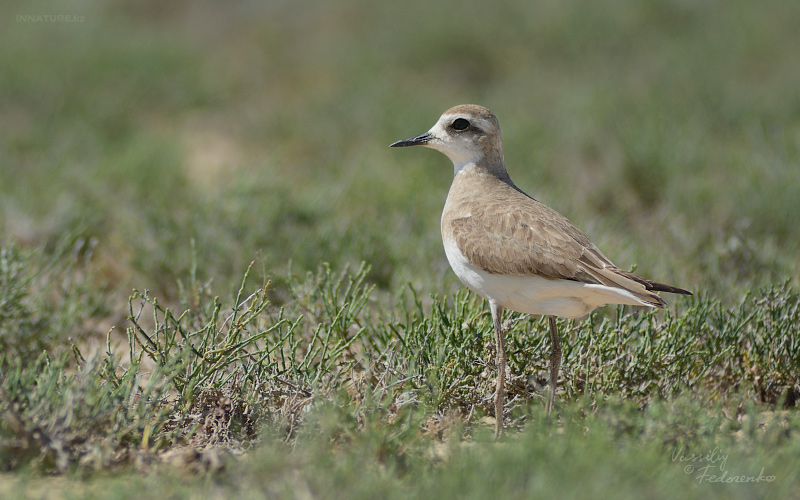 charadrius-asiaticus_03.jpg