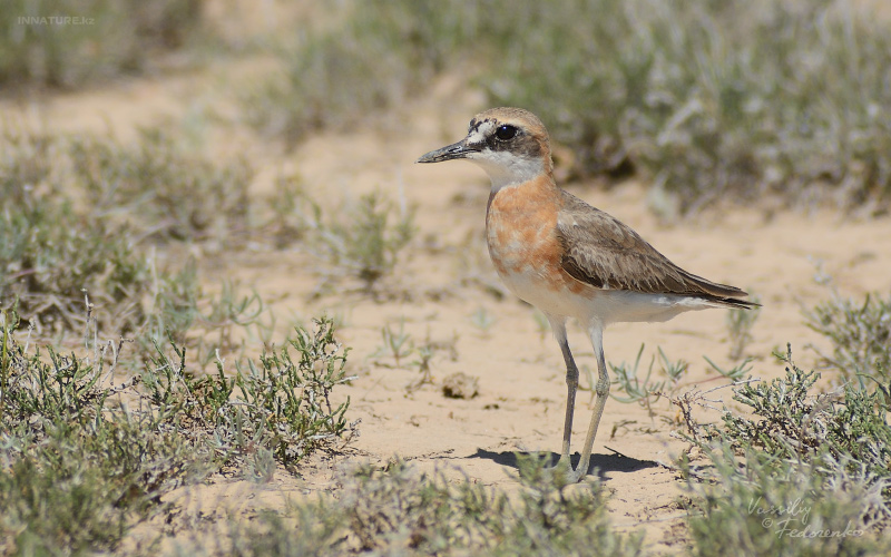 charadrius-leschenaultii_01.jpg