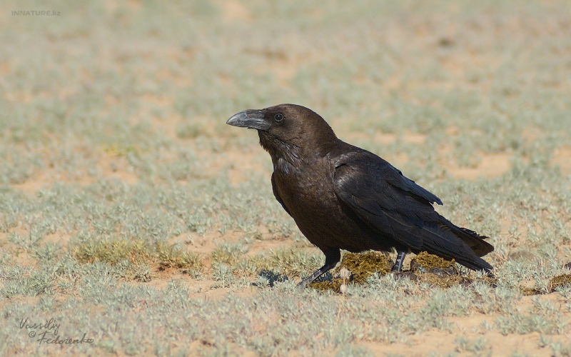 corvus-ruficollis.jpg