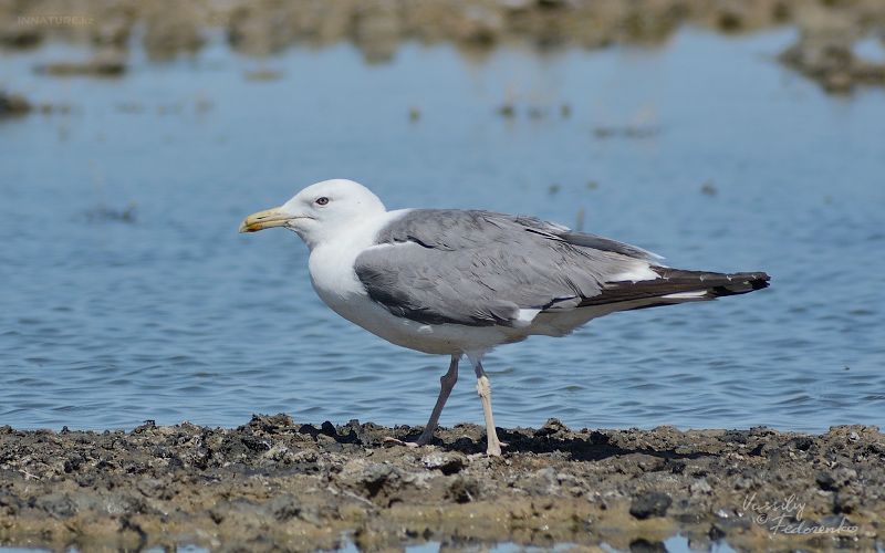 larus-barabensis.jpg