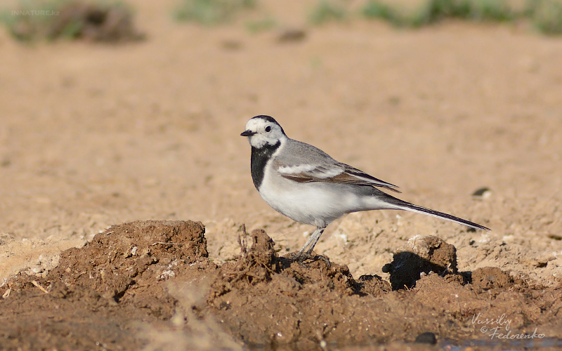 motacila-alba-baicalensis.jpg