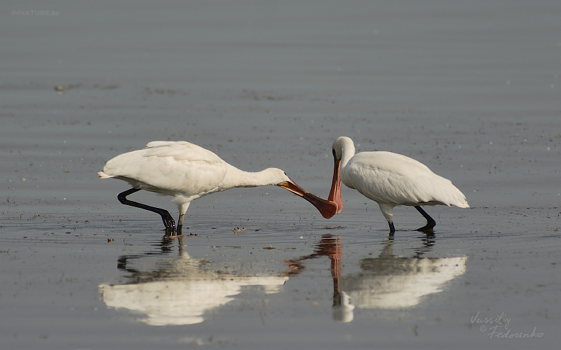 platalea-leucorodia_01.jpg