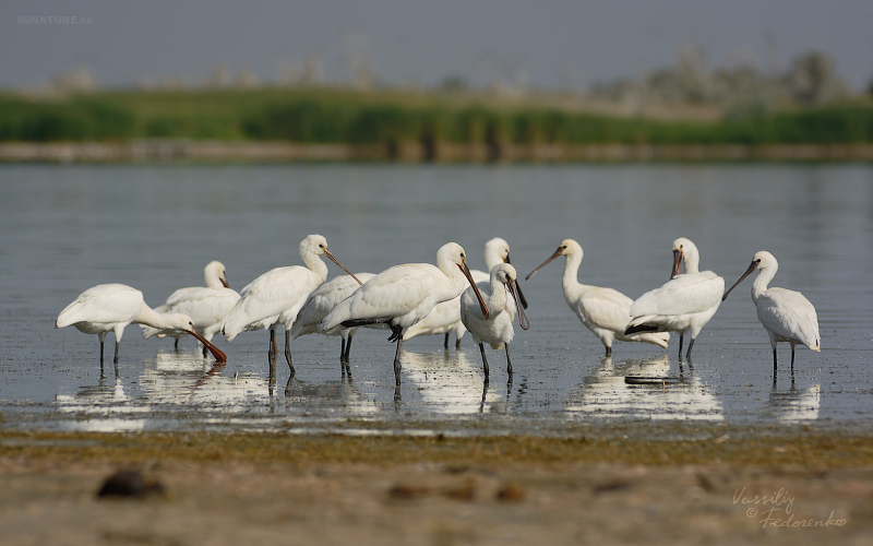 platalea-leucorodia_02.jpg