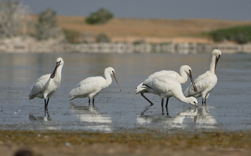 platalea-leucorodia_03.jpg