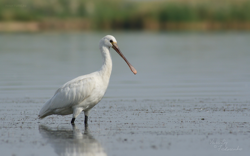 platalea-leucorodia_04.jpg