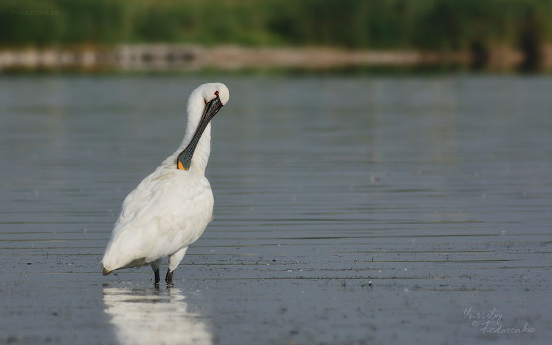 platalea-leucorodia_07.jpg