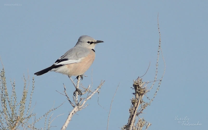 podoces-panderi-ilensis_02.jpg