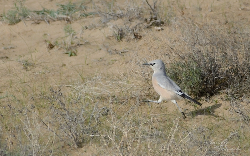 podoces-panderi-ilensis_04.jpg