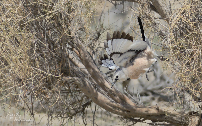 podoces-panderi-ilensis_09.jpg