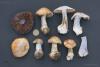 fungi.su/images/photoalbum/album_146/cortinarius-20-1_t1.jpg