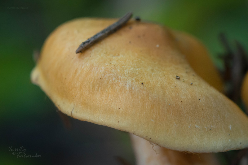 cortinarius-07_6.jpg