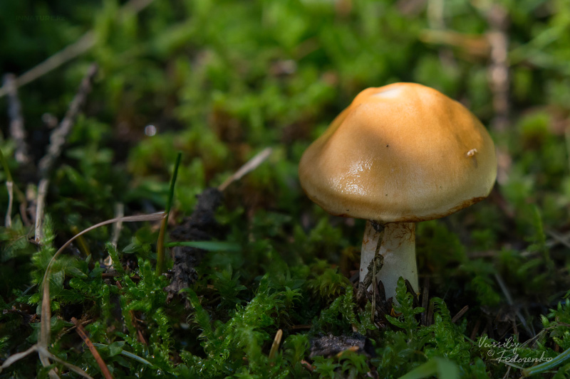 cortinarius-10_6.jpg