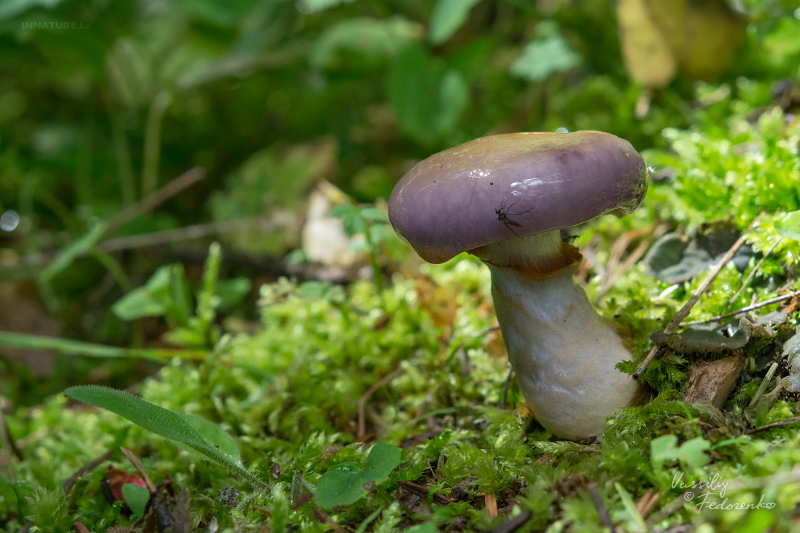 cortinarius-21.jpg