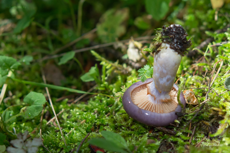 cortinarius-22.jpg