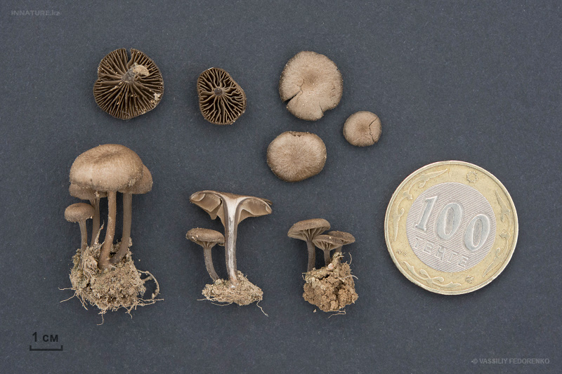 fungi-01-2.jpg