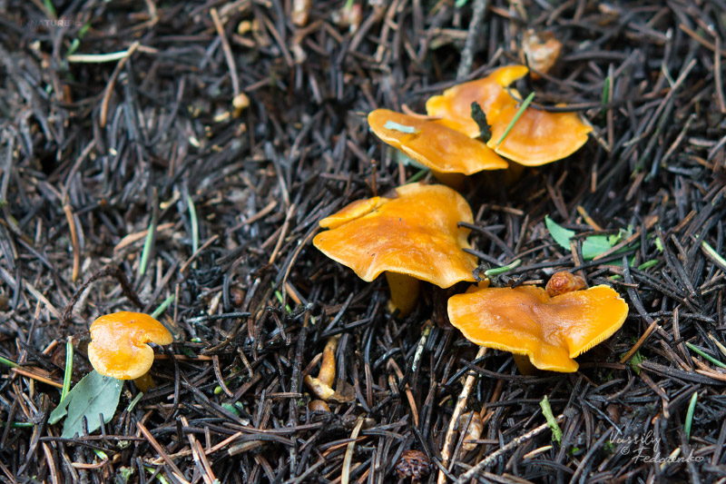 fungi-05_1.jpg