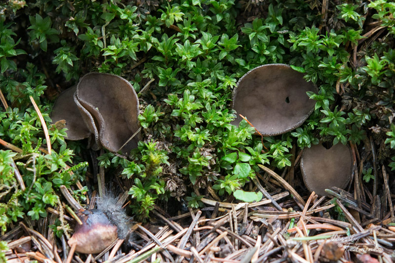 helvella-02_3.jpg