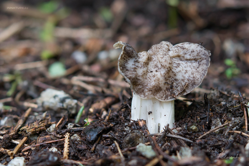 helvella-maculata-01.jpg