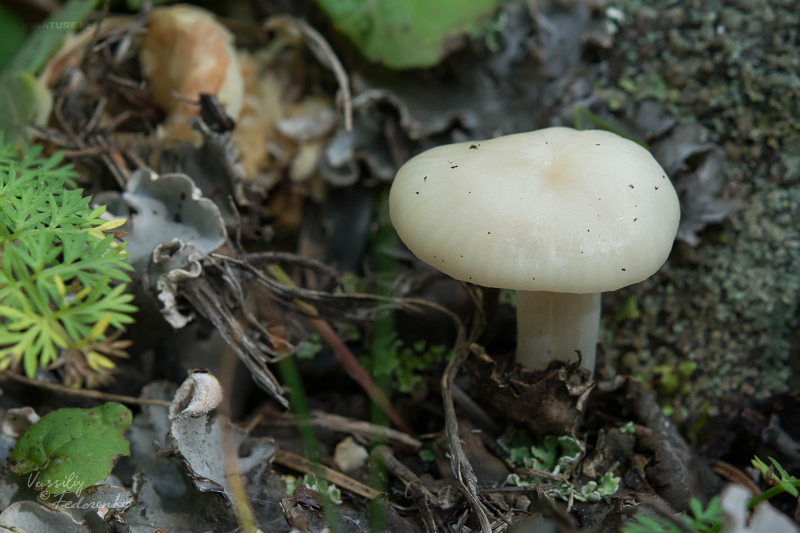 hygrocybe-05.jpg