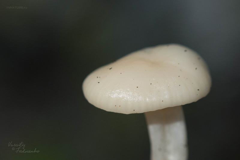 hygrocybe-06.jpg