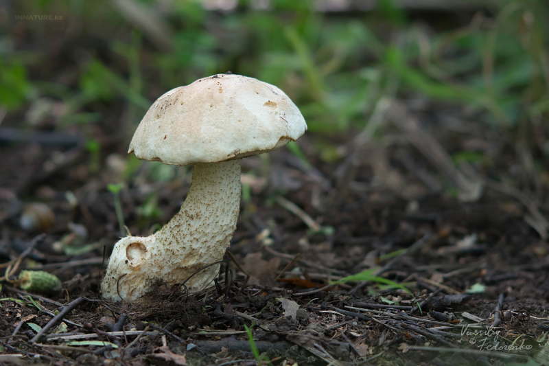 leccinum-holopus-01.jpg