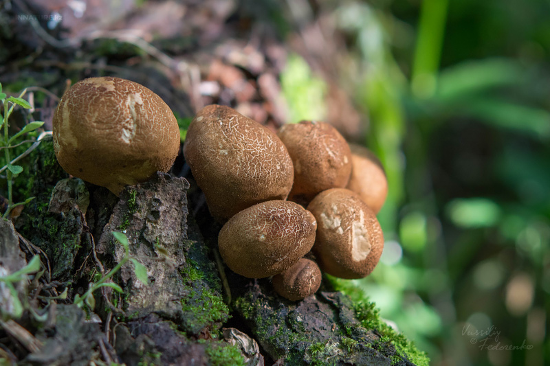 lycoperdon-01_1.jpg