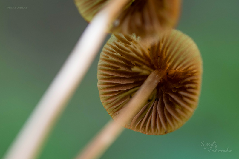 mycena-05.jpg