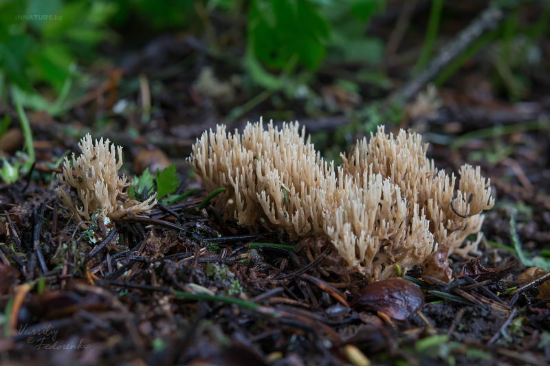 ramaria_01.jpg