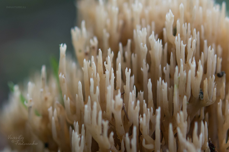 ramaria_02.jpg