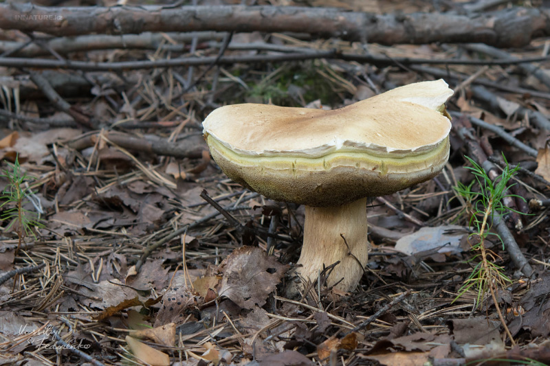 boletus-02.jpg