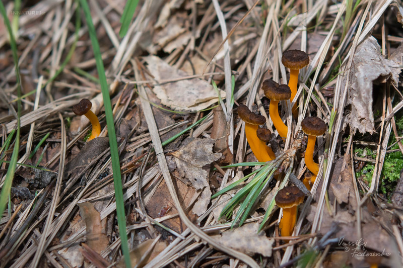 cantharellus-lutescens_01.jpg