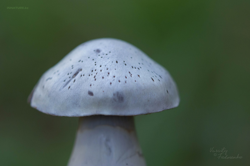 cortinarius_17.jpg