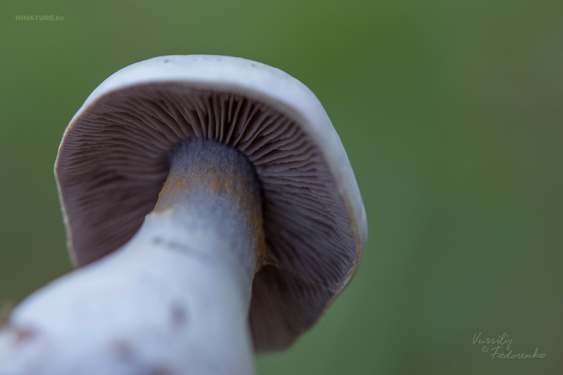 cortinarius_18.jpg